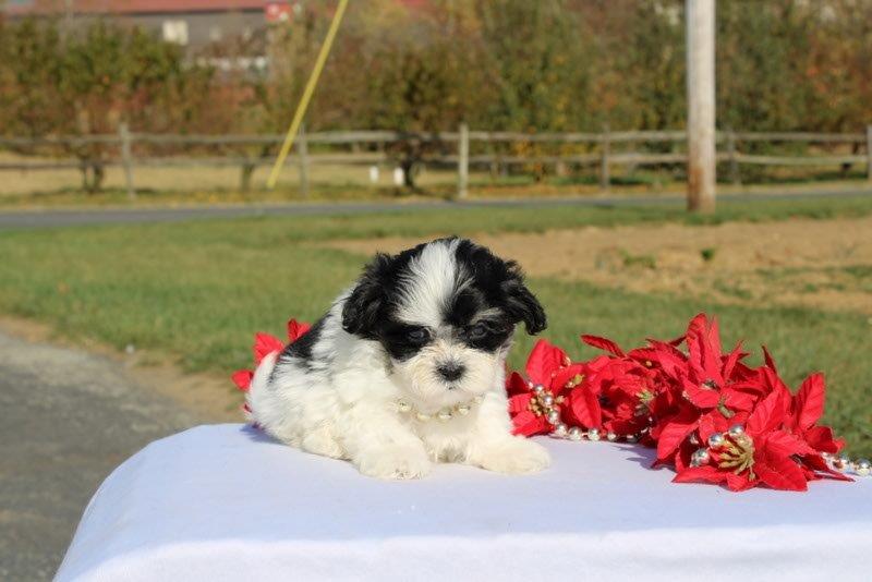 puppy, for, sale, Mal - Shi, Matthew B. Stoltzfus, dog, breeder, Gap, PA, dog-breeder, puppy-for-sale, forsale, nearby, find, puppyfind, locator, puppylocator, aca